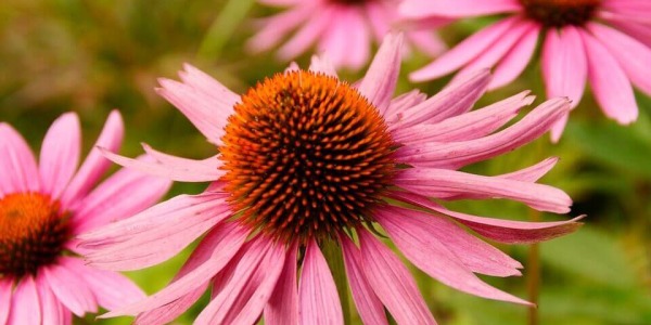 La equinácea, tu aliada natural de esta primavera