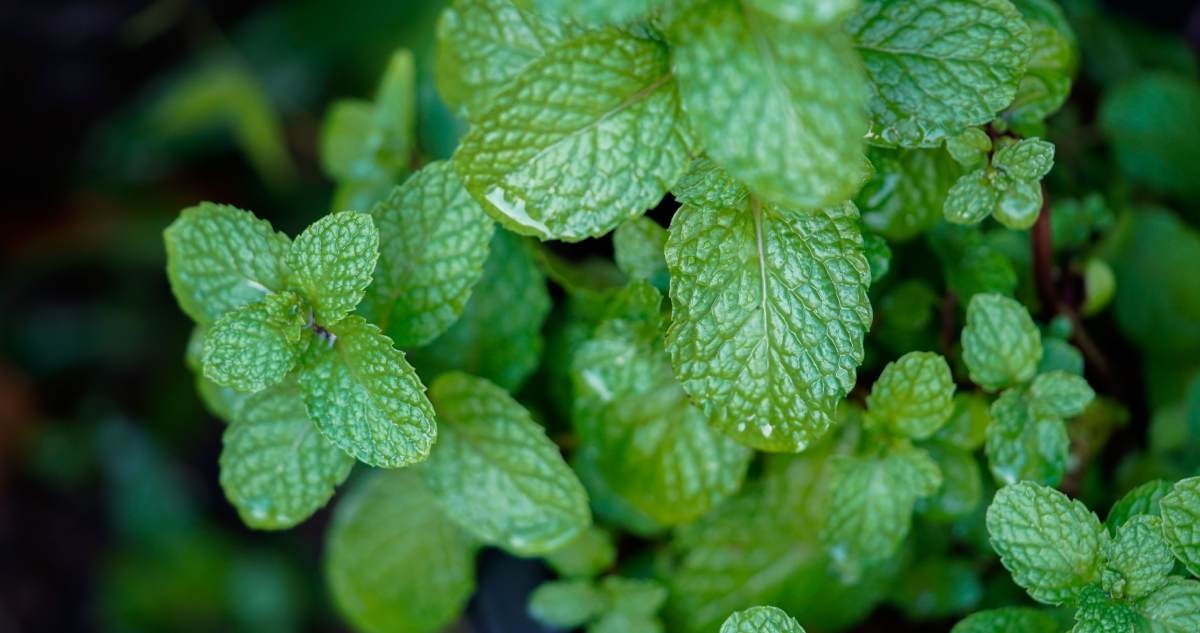 8 beneficios de la infusión de menta que podrás saborear intensamente